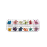 AGCFABS 1 Box Real Dried Flower Dry Plants Ammi Majus for UV Epoxy Resin Pendant Necklace Jewelry Making Craft Nail Art Decoration (5) AGCFABS