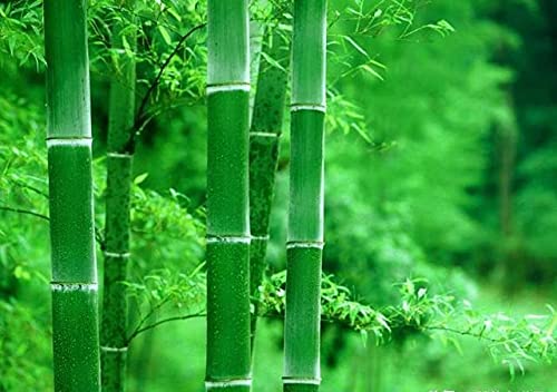 2PCS Wooden Tea Cups Natural BambooTea Cup Coffee Mug Wine Mug Camping Cup Travel Coffee Mugs Craft Tea Drinking Cup Gift Outdoor Mug for Drinking Metany