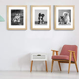 meetart Picture Frames 11x14 inch Pack of 3 Piece in Plastic Glass MDF Shallow wooden-grain Color Frame, Display Pictures 11x14 8x10, Wall Hanger meetart