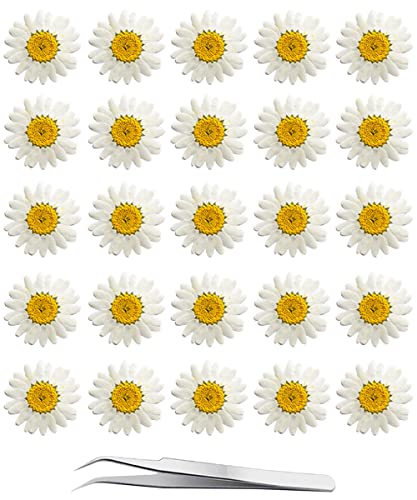 60Pcs White Dried Daisy Pressed Flowers - YouthBro 60Pcs Real Nature Flowers Set for Resin DIY Jewelry Candle Soap Vase Making Nail Card Scrapbook YouthBro
