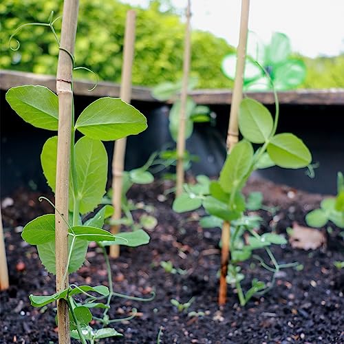 POLIUMB 50PCS Plant Stakes,16 Inch Natural Bamboo Stakes，Garden Stakes for Indoor and Outdoor Plants，Poles Sticks for Tomatoes,Beans,Flowers,Trees POLIUMB