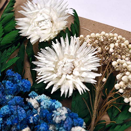 Dried Pressed Flowers for Soap Candle Making and Resin Jewelry Making Pressed Flower (Purple Blue Set) DALARAN