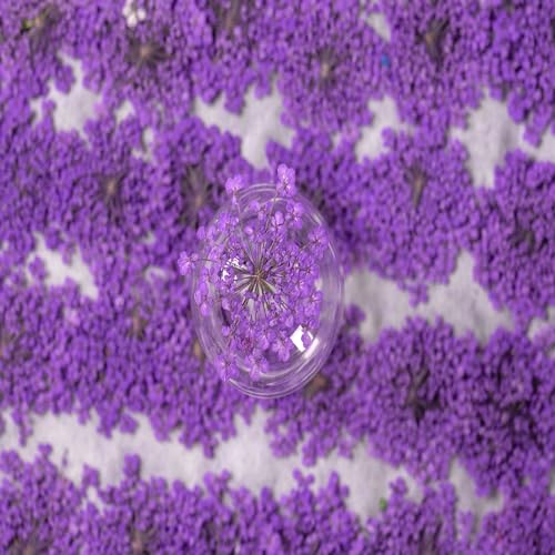 60 Pcs Dried Pressed Flowers for Resin DIY Art Crafts Natural Dry Floral Epoxy Jewelry Real Lace Flower Decor Cakes Phone Cases Candles Handmade Soap TopFunny