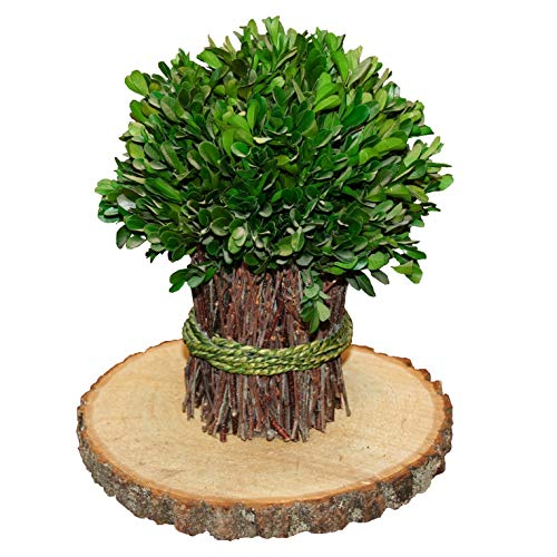 Wilson Basswood Round Rustic Wood Slice for Natural Décor, DIY Crafts (7-9") Set of Four WILSON