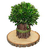 Wilson Basswood Round Rustic Wood Slice for Natural Décor, DIY Crafts (7-9") Set of Four WILSON