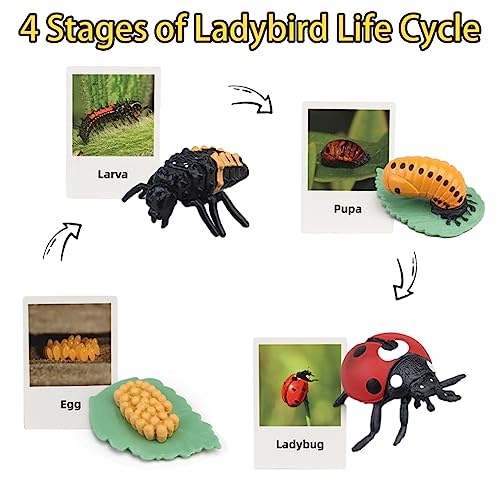 Montessori Life Cycle Learning & Education Toys - Plastic Insect Ladybug, Monarch Butterfly, and Tadpole-to-Frog Kit for Kids, Preschool Learning BOTICAKO