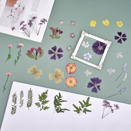 DALARAN 40 pcs Purple Flowers for Resin Model Real Dried Pressed Flowers Dry Leaves Bulk Natural Herbs Kit for Scrapbooking DIY Art Crafts, Epoxy DALARAN