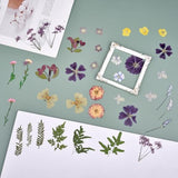 DALARAN 40 pcs Purple Flowers for Resin Model Real Dried Pressed Flowers Dry Leaves Bulk Natural Herbs Kit for Scrapbooking DIY Art Crafts, Epoxy DALARAN