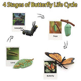 Montessori Life Cycle Learning & Education Toys - Plastic Insect Ladybug, Monarch Butterfly, and Tadpole-to-Frog Kit for Kids, Preschool Learning BOTICAKO