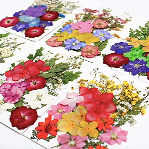 LUCISKY 96 Pcs Pressed Dried Flowers Real Natural Leave Petals for DIY Resin Molds Jewelry Nail Candle Crafts LUCISKY