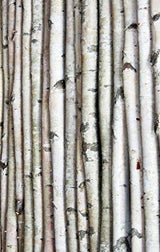 Wilson White Birch Decorative Poles - Natural Wood Bark Kiln Dried Home Décor, 7' L x 1.5-2.5" D (3 Poles) Wilson