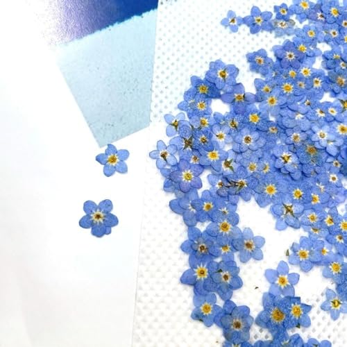 20Pcs White Forget Me Not Flowers Myosostis Sylvatica Dried Pressed Flowers for Resin,Candle,Epoxy Resin,Soap Making,Scrapbooking,DIY Art Juroicessry