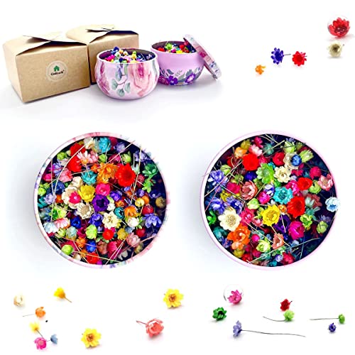 CellLuck Small Dried Flowers for Resin, 600PCs Hand-Picked Brazilian Mini Daisy Dry Flowers, Mixed Real Natural Dried Flowers for Epoxy Resin, CellLuck