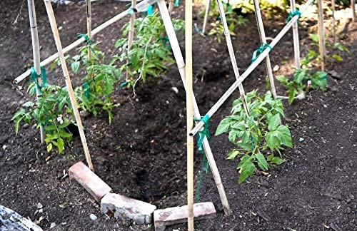 Hydrofarm HGBB6 6' Natural, pack of 25 Bamboo Stake, Tan Hydrofarm