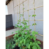 50Pcs Garden Stakes, 0.32”/16 Inch Bamboo Sticks，Natural Plant Stakes for Indoor and Outdoor Plants，Poles for Tomatoes, Beans, Potted Plants Anothera