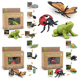 Montessori Life Cycle Learning & Education Toys - Plastic Insect Ladybug, Monarch Butterfly, and Tadpole-to-Frog Kit for Kids, Preschool Learning BOTICAKO