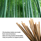 50Pcs Garden Stakes, 0.32”/16 Inch Bamboo Sticks，Natural Plant Stakes for Indoor and Outdoor Plants，Poles for Tomatoes, Beans, Potted Plants Anothera