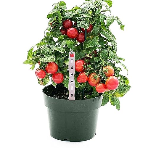 KTOJOY 55 Pcs Wooden Fan Handles 8 inch, Jumbo Craft Sticks for Wedding Programs, or Paint Mixing Crafts Home Art Projects, Classroom Art Supplies KTOJOY