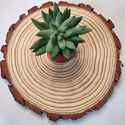 Natural Wood Slices Round Pine Wood Slabs 5 Pack Round Rustic Woods Slices 9"-11" Rustic Tree Bark Slice Weathered Log Disc Outdoor Country Barn BESTWD