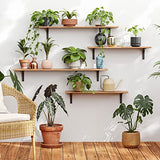 DINZI LVJ Long Wall Shelves, 39.4Inch Wall Mounted Shelves Set of 2, Extra Large Wall Storage Ledges with Sturdy Metal Brackets for Living Room, DINZI LVJ