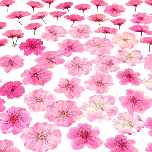 48 Pcs Mix Cherry Blossom Natural Dried Pressed Flowers for Cake Decorating, Real Dry Flower for Resin Jewelry Making, DIY Art Crafts - Pink Sakura… AHTONG