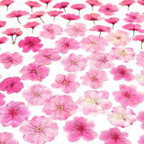 48 Pcs Mix Cherry Blossom Natural Dried Pressed Flowers for Cake Decorating, Real Dry Flower for Resin Jewelry Making, DIY Art Crafts - Pink Sakura… AHTONG
