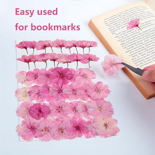 48 Pcs Mix Cherry Blossom Natural Dried Pressed Flowers for Cake Decorating, Real Dry Flower for Resin Jewelry Making, DIY Art Crafts - Pink Sakura… AHTONG