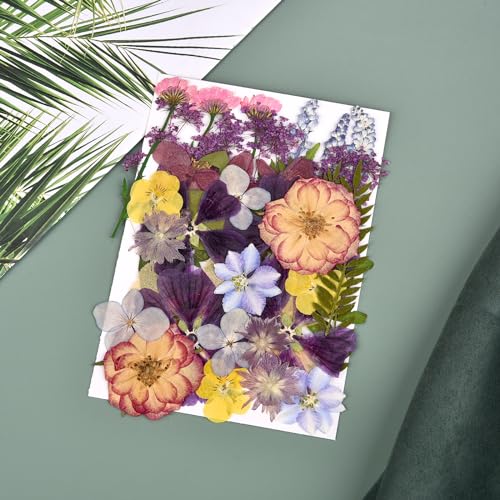 DALARAN 40 pcs Purple Flowers for Resin Model Real Dried Pressed Flowers Dry Leaves Bulk Natural Herbs Kit for Scrapbooking DIY Art Crafts, Epoxy DALARAN