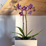 POLIUMB 50PCS Plant Stakes,16 Inch Natural Bamboo Stakes，Garden Stakes for Indoor and Outdoor Plants，Poles Sticks for Tomatoes,Beans,Flowers,Trees POLIUMB