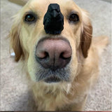 Selsela Raven Black Bird Crow Figurine Statue Sculpture Art Miniature Wood Carving Decor Small Animal Selsela