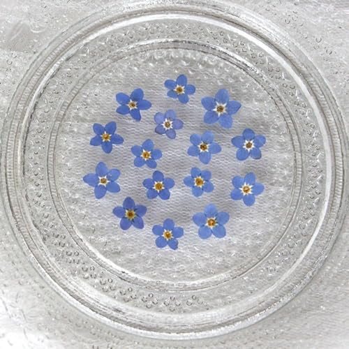 20Pcs White Forget Me Not Flowers Myosostis Sylvatica Dried Pressed Flowers for Resin,Candle,Epoxy Resin,Soap Making,Scrapbooking,DIY Art Juroicessry