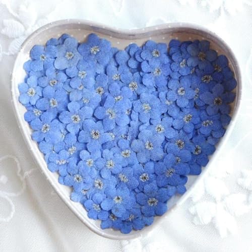 20Pcs White Forget Me Not Flowers Myosostis Sylvatica Dried Pressed Flowers for Resin,Candle,Epoxy Resin,Soap Making,Scrapbooking,DIY Art Juroicessry