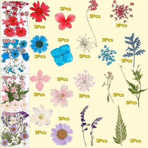 Fabbay 712 Pcs Dried Pressed for Resin with Tweezer Flowers Leaves Butterfly Stickers Dry Flowers Leaves Bulk Natural Dried Flower Scrapbook Fabbay