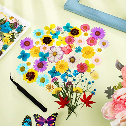 Nuanchu 110 Pieces Dried Pressed Flower for Resin Pressed Flowers Leaves with Tweezers and Box Set Natural Daisy Flowers Bulk Real Dry DIY Flowers Nuanchu