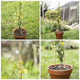 Mininfa Natural Bamboo Stakes 3 Feet, Eco-Friendly Garden Stakes, Plant Stakes Supports Climbing for Tomatoes, Trees, Beans, 25 Pack Mininfa