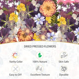 DALARAN 40 pcs Purple Flowers for Resin Model Real Dried Pressed Flowers Dry Leaves Bulk Natural Herbs Kit for Scrapbooking DIY Art Crafts, Epoxy DALARAN