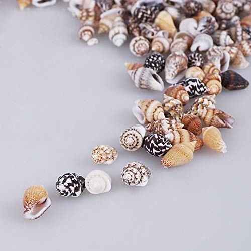 2000 PCS Tiny Mini Small Sea Shells for Crafting Spiral Conch Shells for Crafts Charms for Home Decorations Candle Decor DIY Fish Tank and Beach Vase PPCLION