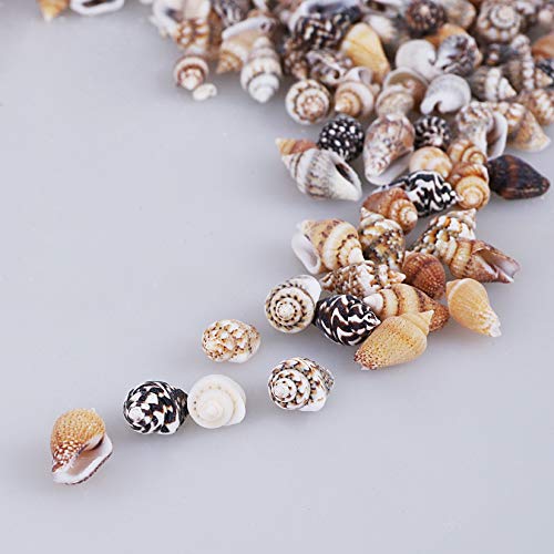 2000 PCS Tiny Mini Small Sea Shells for Crafting Spiral Conch Shells for Crafts Charms for Home Decorations Candle Decor DIY Fish Tank and Beach Vase - WoodArtSupply