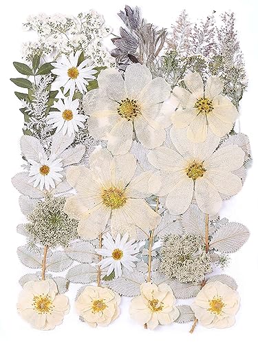 12“ Large Bulk Winter White Dried Pressed Flowers for Art Crafts, Real Dry Natural Flower Leaf for Resin Mold, Jewelry Making, Glass Frame (Winter ZMRU