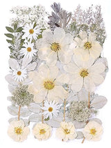 12“ Large Bulk Winter White Dried Pressed Flowers for Art Crafts, Real Dry Natural Flower Leaf for Resin Mold, Jewelry Making, Glass Frame (Winter ZMRU