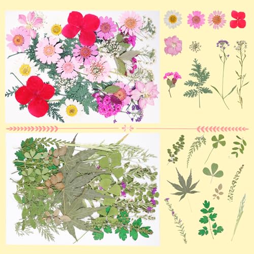 180Pcs Dried Pressed Flowers Resin Mold Real Pressed Flowers Natural Dry Leaves Bulk Mixed Colorful Daisy Herbs Kit with Tweezers for Scrapbooking Gvhntk