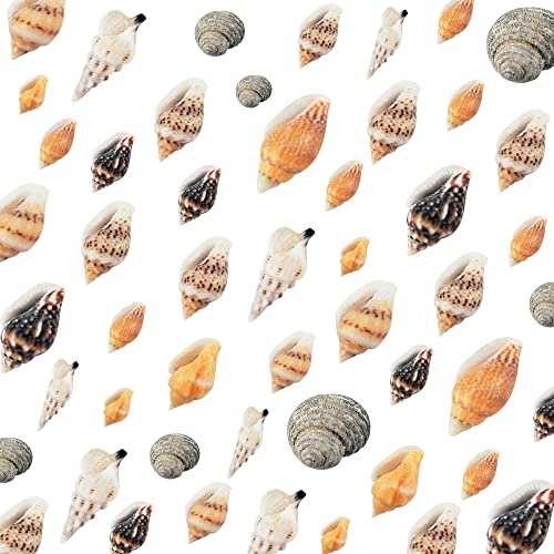 Weoxpr 2000 Pcs Tiny Sea Shells for Crafting,Mixed Ocean Beach Mini Seashells Bulk for Home Decorations,Beach Theme Party, Small Shells for Craft, WEOXPR