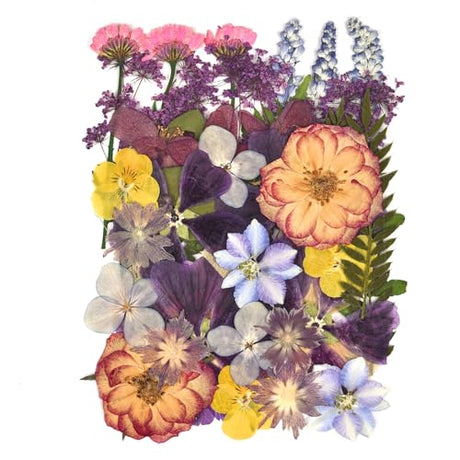 DALARAN 40 pcs Purple Flowers for Resin Model Real Dried Pressed Flowers Dry Leaves Bulk Natural Herbs Kit for Scrapbooking DIY Art Crafts, Epoxy DALARAN