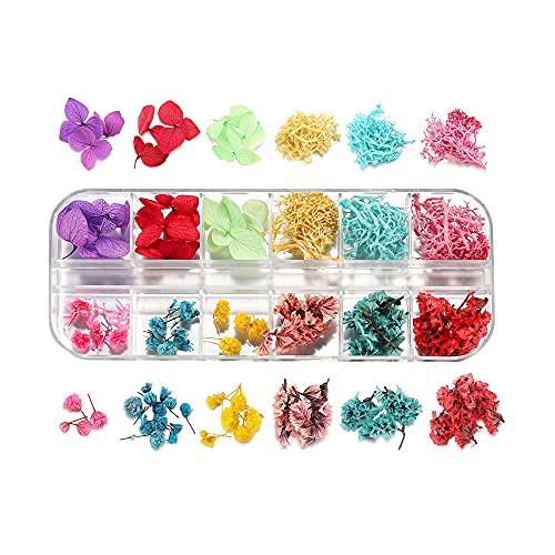 AGCFABS 1 Box Real Dried Flower Dry Plants Ammi Majus for UV Epoxy Resin Pendant Necklace Jewelry Making Craft Nail Art Decoration (5) AGCFABS