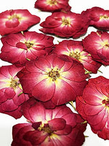 20 pcs Mini Rose Real Natural Dried Pressed Flowers for Resin Art Decors Craft DIY UOKWIWI