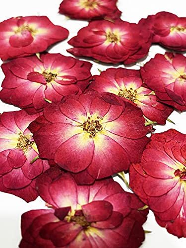 20 pcs Mini Rose Real Natural Dried Pressed Flowers for Resin Art Decors Craft DIY UOKWIWI