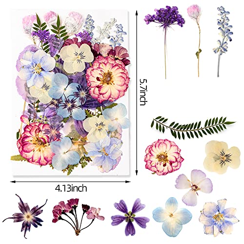 Blaflo 35+pcs Purple Flowers for Resin Model, Real Pressed Flowers Dry Leaves Bulk Natural Herbs Kit for Scrapbooking DIY Art Crafts, Epoxy Jewelry, Blaflo