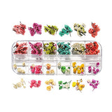 AGCFABS 1 Box Real Dried Flower Dry Plants Ammi Majus for UV Epoxy Resin Pendant Necklace Jewelry Making Craft Nail Art Decoration (5) AGCFABS