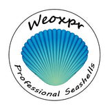 Weoxpr 2000 Pcs Tiny Sea Shells for Crafting,Mixed Ocean Beach Mini Seashells Bulk for Home Decorations,Beach Theme Party, Small Shells for Craft, WEOXPR