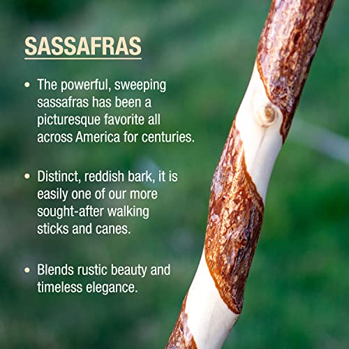 Brazos Rustic Wood Walking Stick, Twisted Sassafras, Traditional Style Handle, for Men & Women, Made in the USA, 48" Brazos